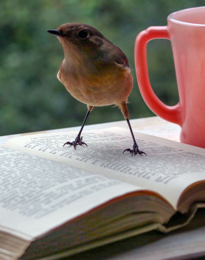 photo of a bird standing on an open book